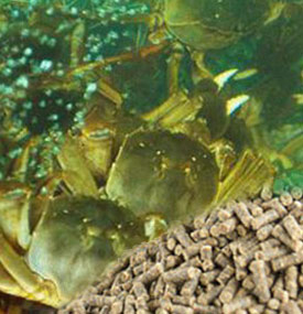 تغذية السلطعون